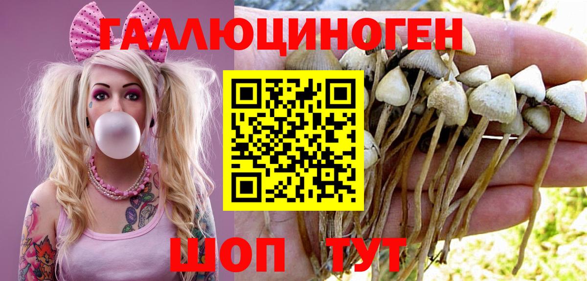 Тайшет  Галлюциногенные грибы Cubensis  Вход с VPN 